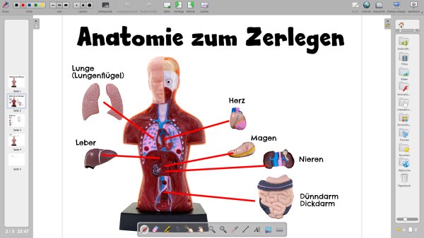 Anatomie Mensch Openboard Dokument