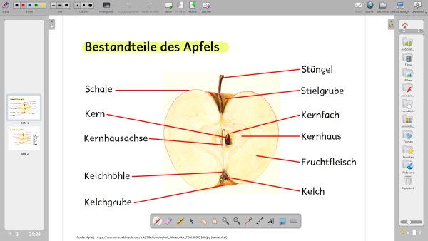 Aufbau des Apfels